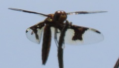 Palpopleura