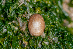 Patella pellucida