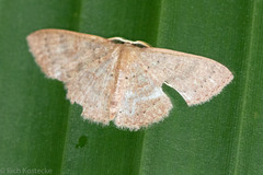 Pleuroprucha hypoxia