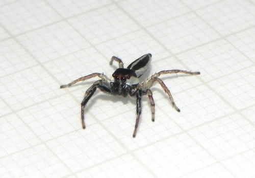 Wedoquella punctata