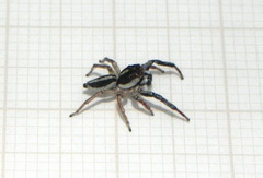 Wedoquella punctata