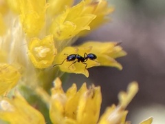 Monomorium ergatogyna