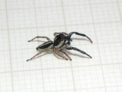 Wedoquella punctata