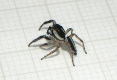 Wedoquella punctata