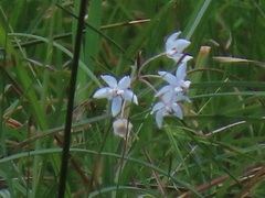 Asclepias gordon-grayae
