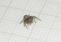 Hamataliwa