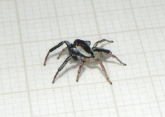 Wedoquella punctata