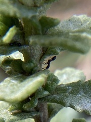 Monomorium ergatogyna