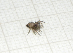 Hamataliwa