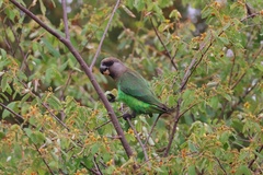 Poicephalus cryptoxanthus cryptoxanthus