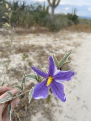 Solanum hindsianum