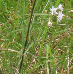 Asclepias gordon-grayae