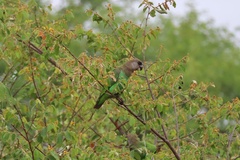 Poicephalus cryptoxanthus cryptoxanthus