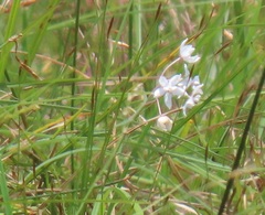 Asclepias gordon-grayae