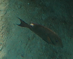 Acanthurus
