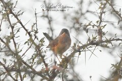 Curruca iberiae
