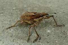 Charagmus gressorius