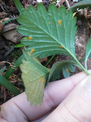 Phragmidium bulbosum