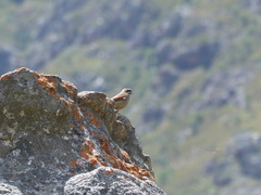 Emberiza capensis capensis