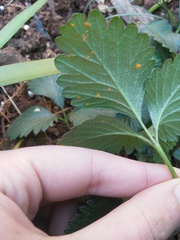 Phragmidium bulbosum