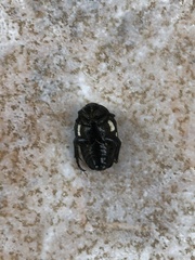 Mausoleopsis amabilis