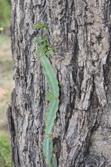 Cissus quadrangularis
