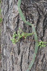 Cissus quadrangularis