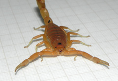 Jaguajir rochae