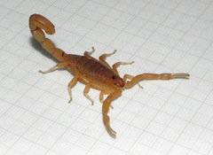 Jaguajir rochae