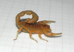 Jaguajir rochae
