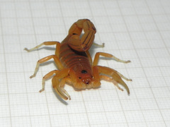Jaguajir rochae