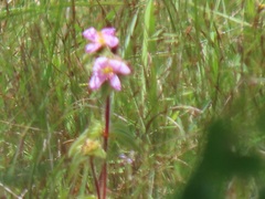 Argyrella phaeotricha