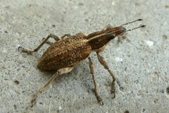 Charagmus gressorius