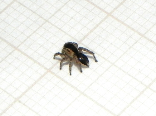 Nosferattus palmatus