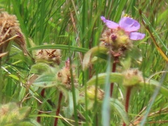 Argyrella phaeotricha