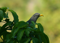 Ceuthmochares australis