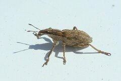 Charagmus gressorius