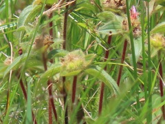 Argyrella phaeotricha