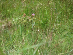 Argyrella phaeotricha
