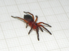 Dolichothele rufoniger