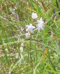 Asclepias gordon-grayae