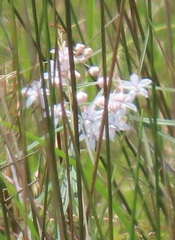 Asclepias gordon-grayae
