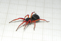 Trachelopachys