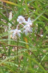 Asclepias gordon-grayae