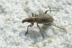 Charagmus gressorius