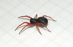 Trachelopachys