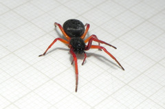 Trachelopachys
