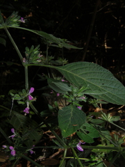 Hypoestes