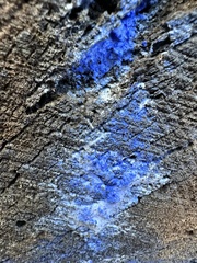 Terana