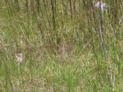 Asclepias gordon-grayae